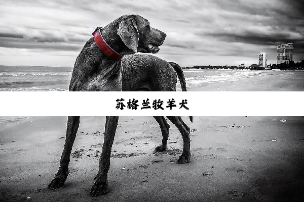 苏格兰牧羊犬