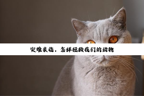 灾难来临，怎样拯救我们的动物
