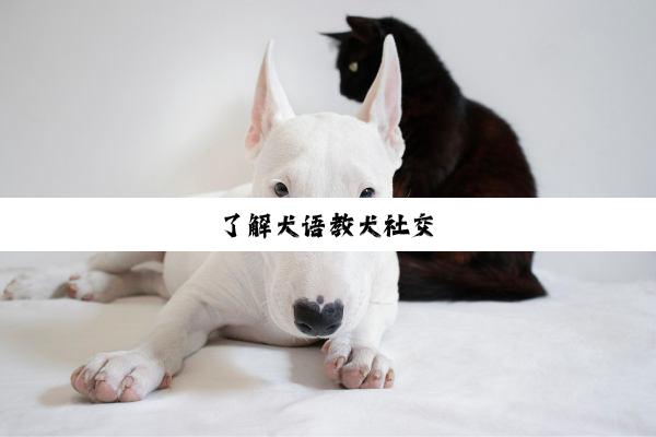 了解犬语教犬社交