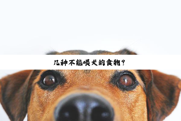 几种不能喂犬的食物？