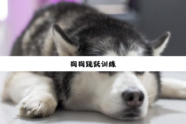 今日科普|狗狗跳跃训练