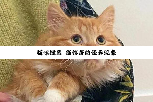 猫咪健康 猫邻居的怪异现象