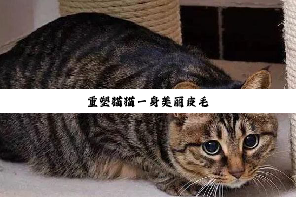 重塑猫猫一身美丽皮毛