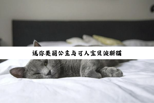 送你美丽公主与可人宝贝波斯猫