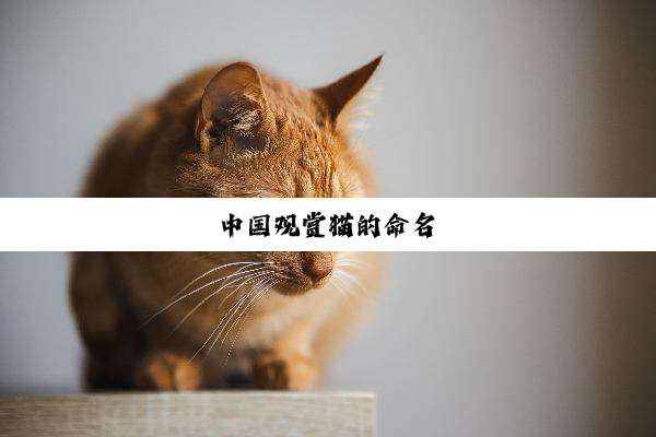 中(zhōng)国(guó)观(guān)赏(shǎng)猫(māo)的(de)命(mìng)名