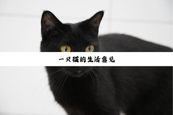 一只猫的生活意见