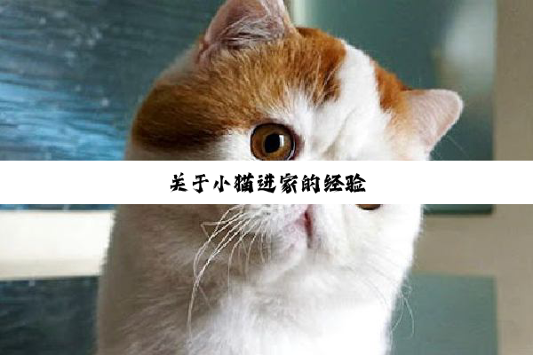 关于小猫进家的经验
