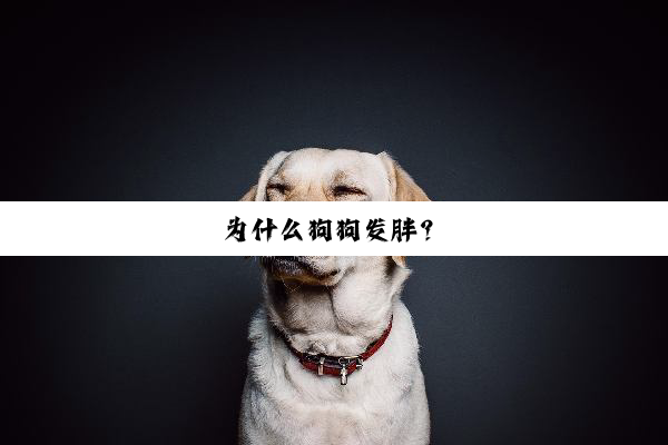 为什么狗狗发胖？