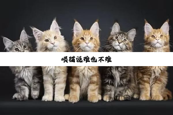 喂(wèi)猫(māo)说(shuō)难(nán)也(yě)不(bù)难(nán)