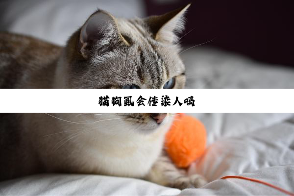 猫狗虱会传染人吗