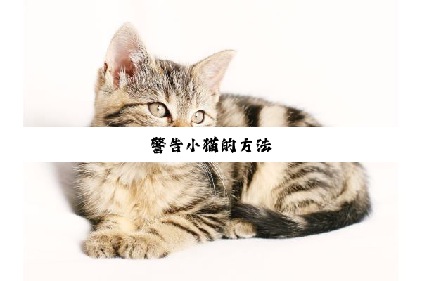 警告小猫的方法