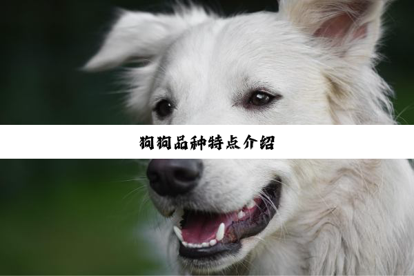 狗狗品种特点介绍
