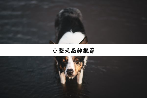 小型犬品种推荐