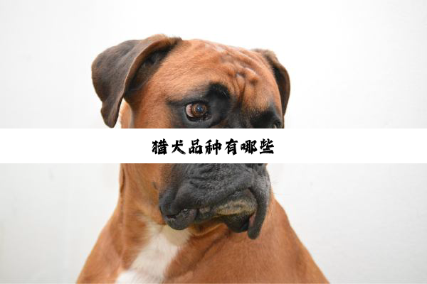 猎犬品种有哪些