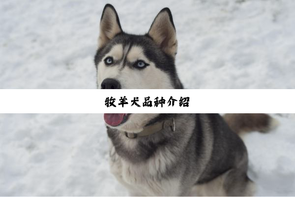 牧羊犬品种介绍