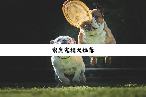 家庭宠物犬推荐