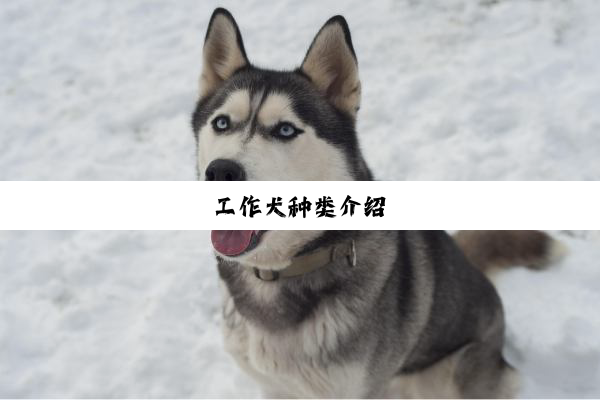 今日科普|工作犬种类介绍