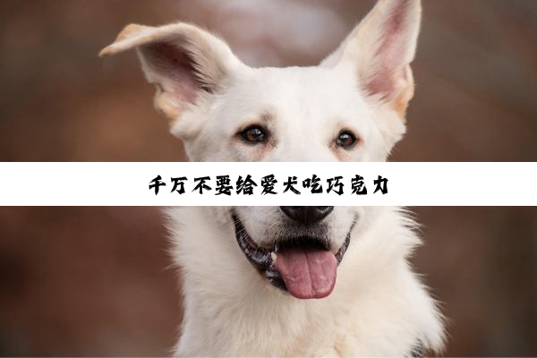 千万不要给爱犬吃巧克力