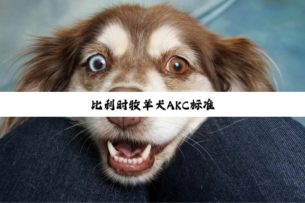 比利时牧羊犬AKC标准