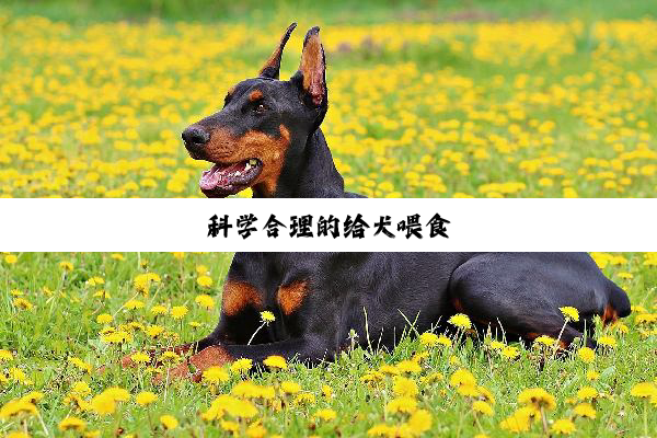 科学合理的给犬喂食