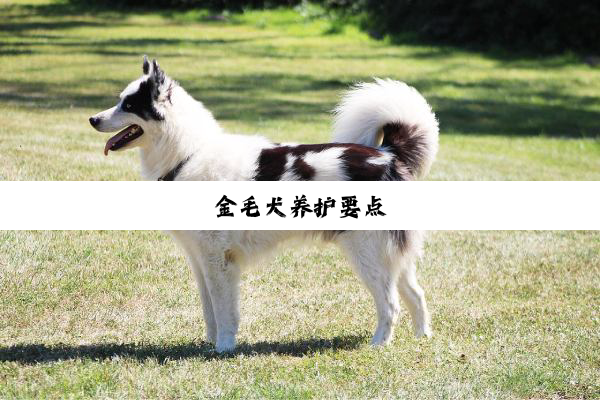 今日科普|金毛犬养护要点