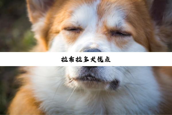 拉布拉多犬优点