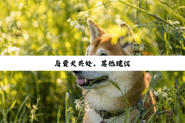 与爱犬共处，其他建议