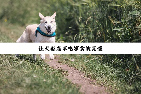 让犬形成不吃零食的习惯