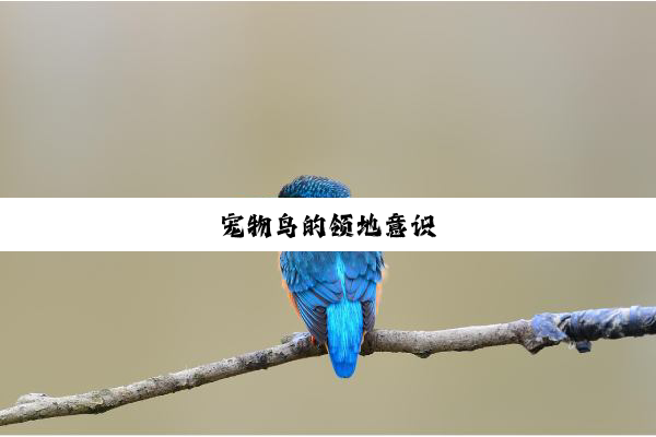 宠物鸟的领地意识