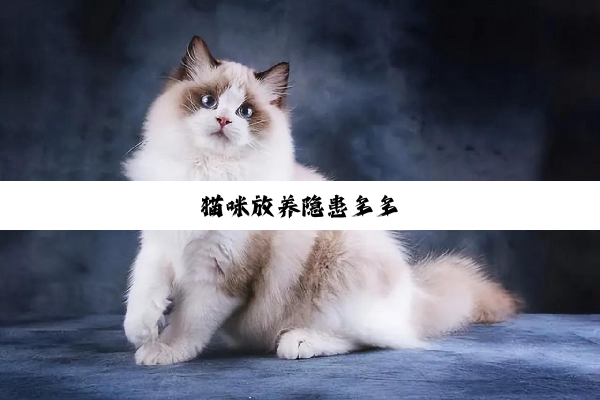 猫咪放养隐患多多