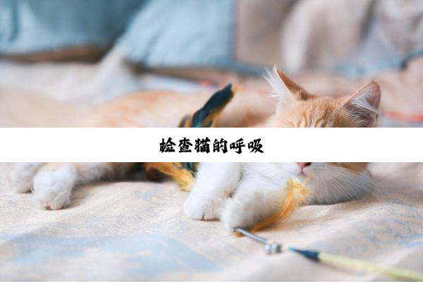 检查猫的呼吸