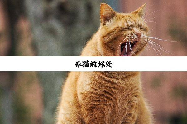 养猫的坏处