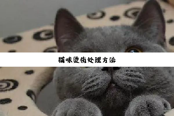 猫咪烫伤处理方法