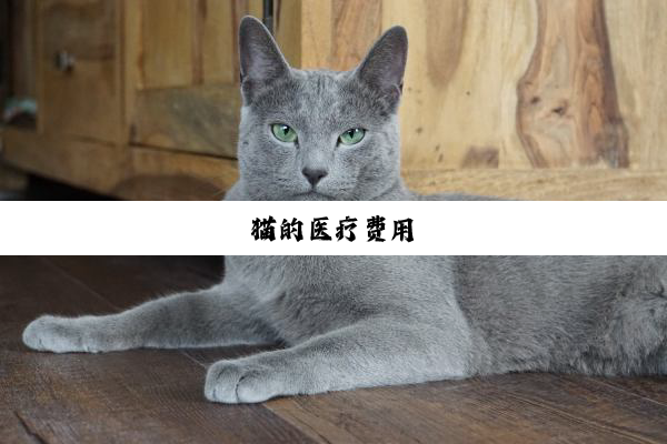 猫的医疗费用