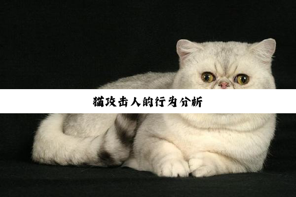 猫攻击人的行为分析