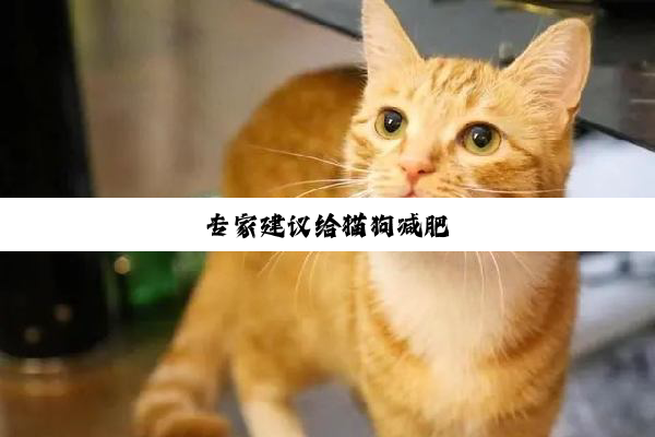 专家建议给猫狗减肥