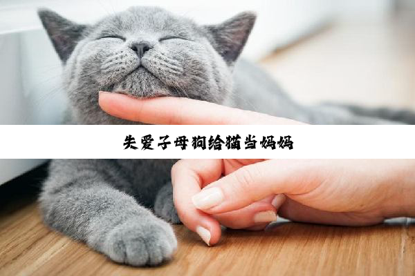 失爱子母狗给猫当妈妈