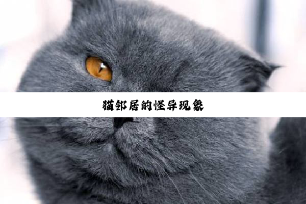 猫邻居的怪异现象
