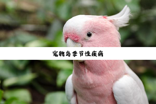 今日科普|宠物鸟季节性疾病