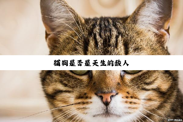 猫狗是否是天生的敌人