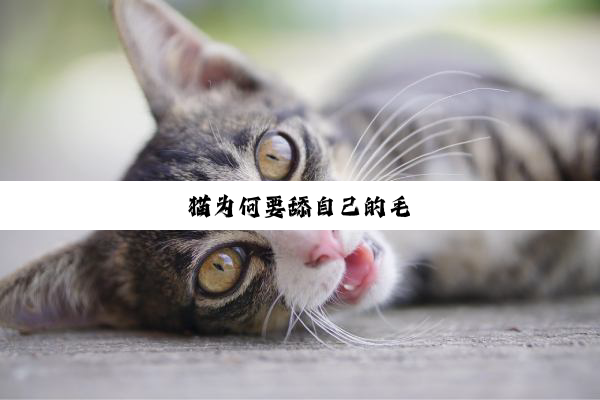 猫为何要舔自己的毛