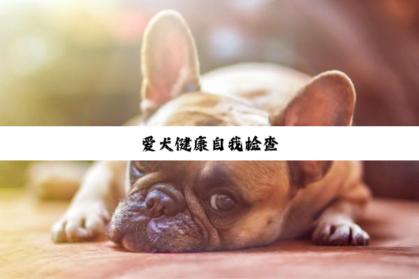 爱犬健康自我检查