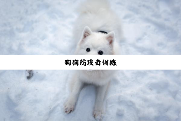 狗狗防攻击训练