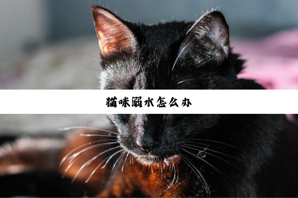猫咪溺水怎么办
