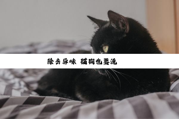 除去异味 猫狗也要洗邋遢