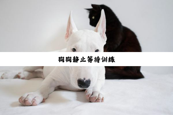 狗狗静止等待训练
