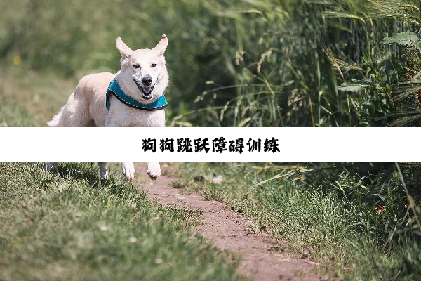 今日科普|狗狗跳跃障碍训练