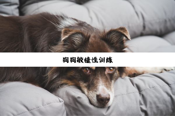 狗狗敏捷性训练