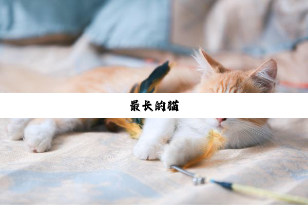 最长的猫