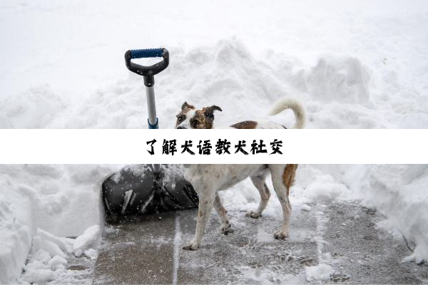 了解犬语教犬社交